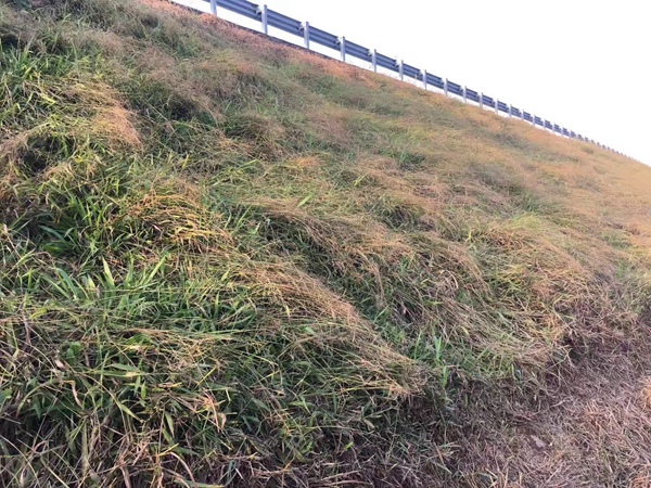 寬葉雀稗草種子 寬葉雀稗草種子