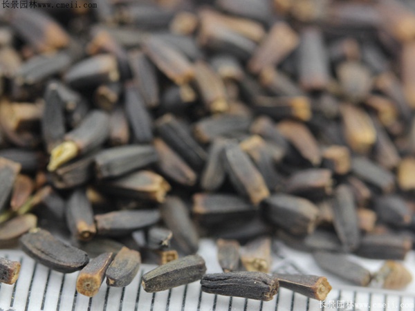 堆心菊種子 堆心菊種子