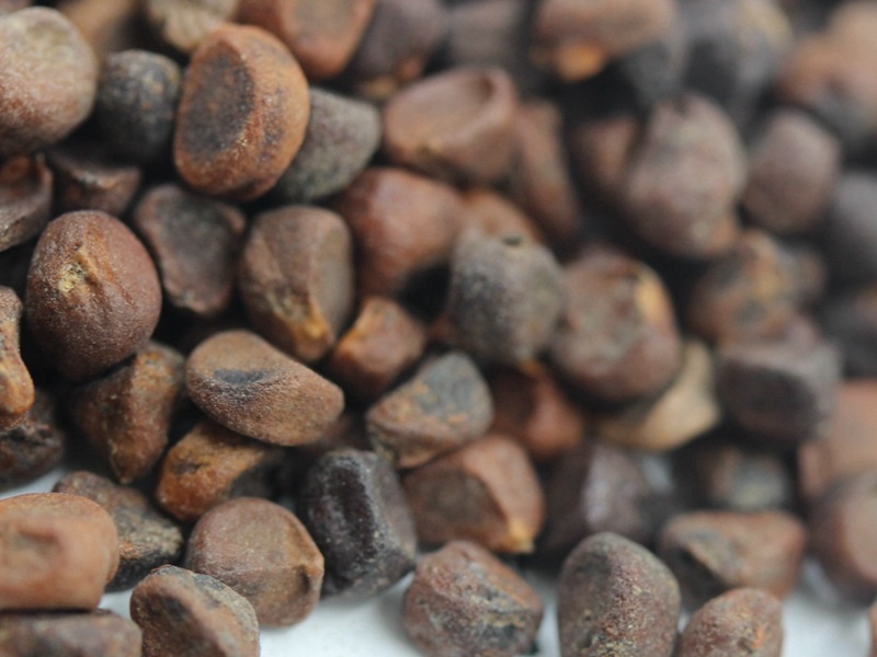 馬蓮花種子 馬蓮花種子