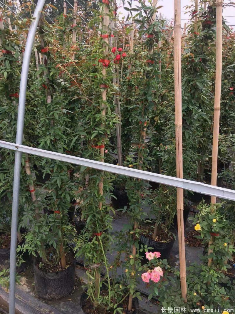 紅花木香苗 紅花木香苗