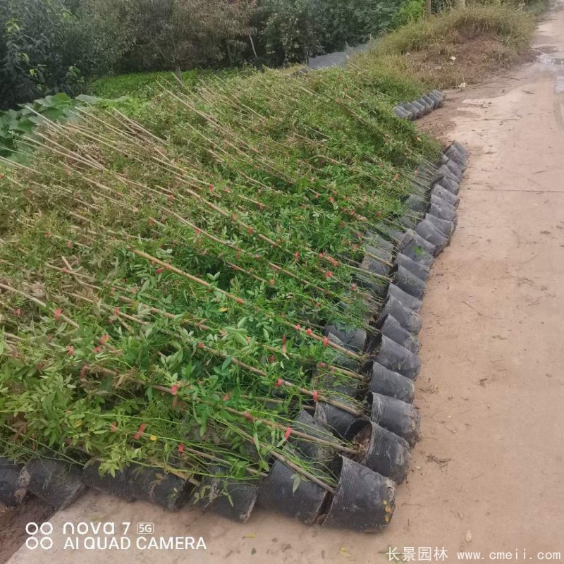 紅花木香苗 紅花木香苗