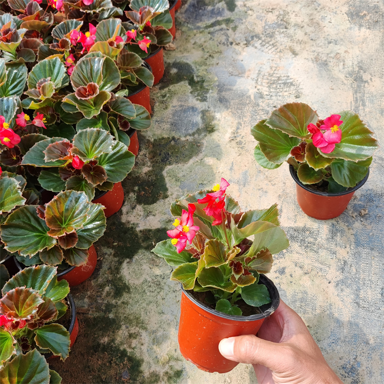 四季海棠秋海棠 四季海棠秋海棠