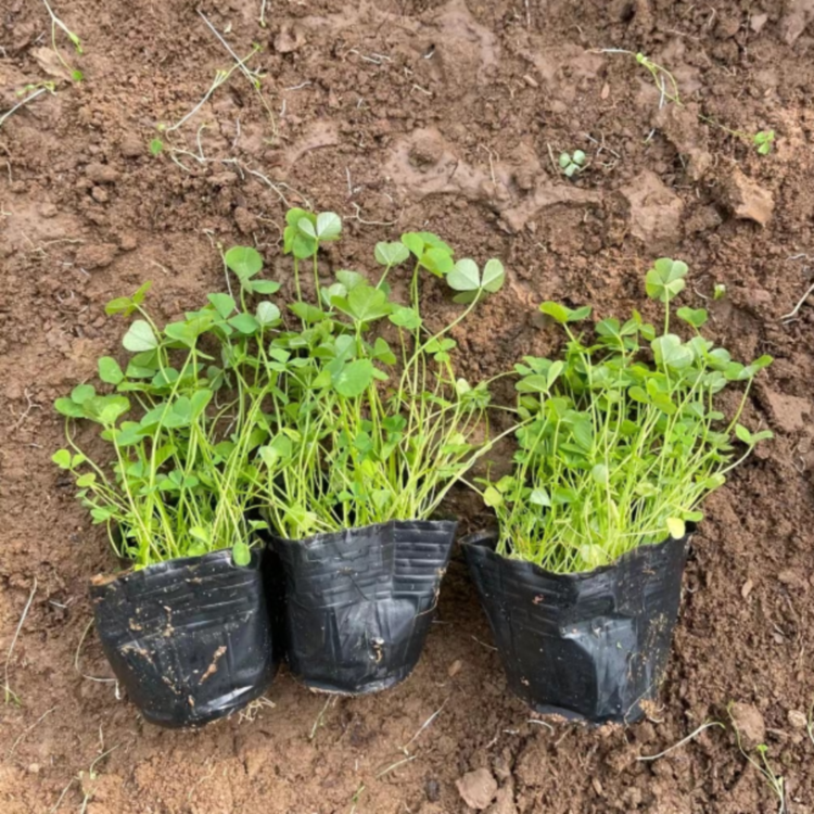 白車軸草 白車軸草