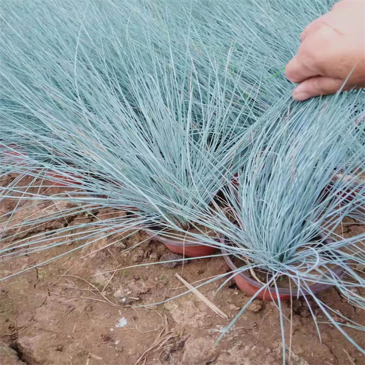 藍(lán)羊茅盆苗 藍(lán)羊茅盆苗