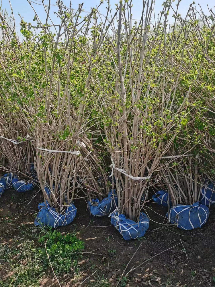 天目瓊花 天目瓊花