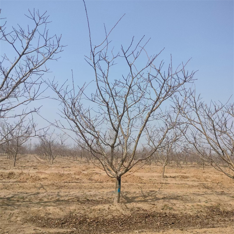 山楂樹冬天的樣子 山楂樹冬天的樣子