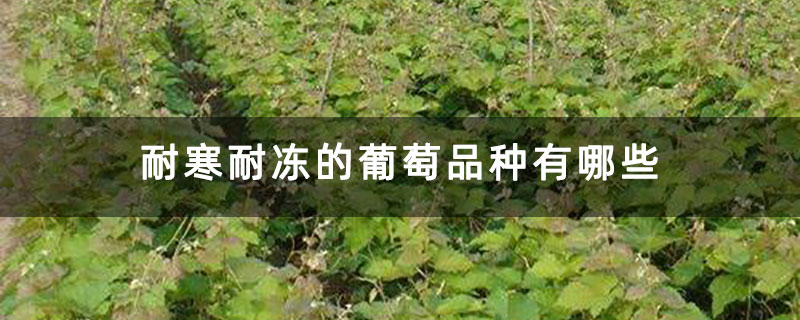 耐寒耐凍的葡萄品種有哪些 耐寒耐凍的葡萄品種有哪些