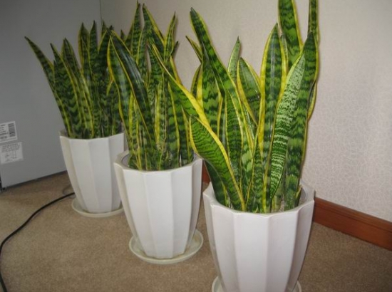 超好養(yǎng)活的虎皮蘭 超好養(yǎng)活的虎皮蘭