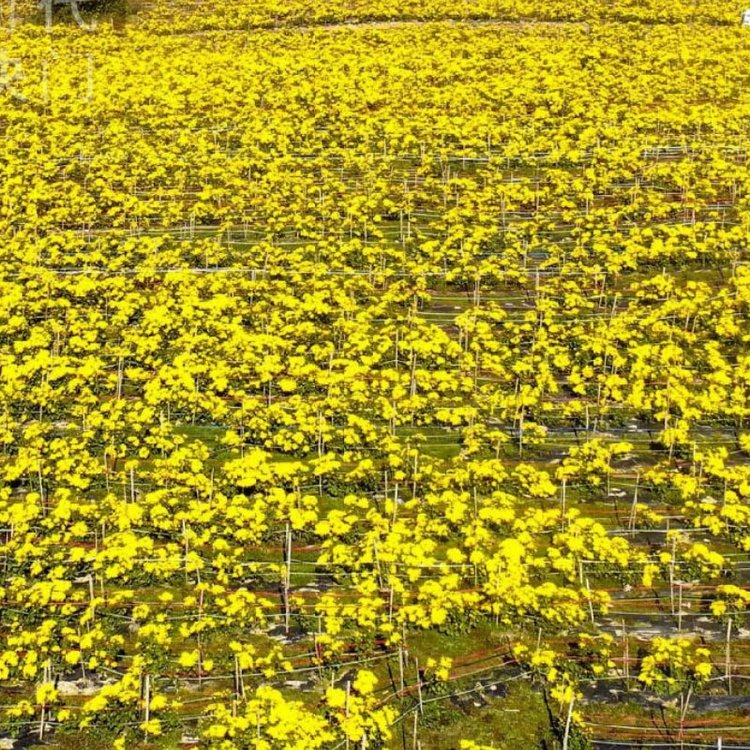 金絲皇菊 金絲皇菊
